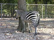 Zebra showing his best side