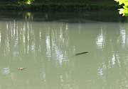 Fish and turtle visible in pond