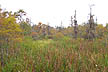 Swamp view near Orange
