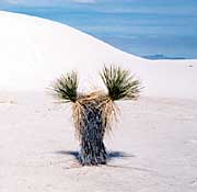 Yucca on the flats
