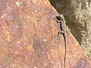 Lizard on the rocks
